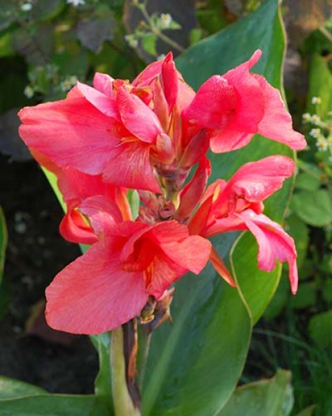 Canna Mini Orchid Beauty